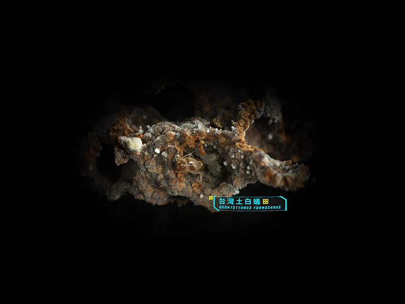 8-82942303-204-pic1